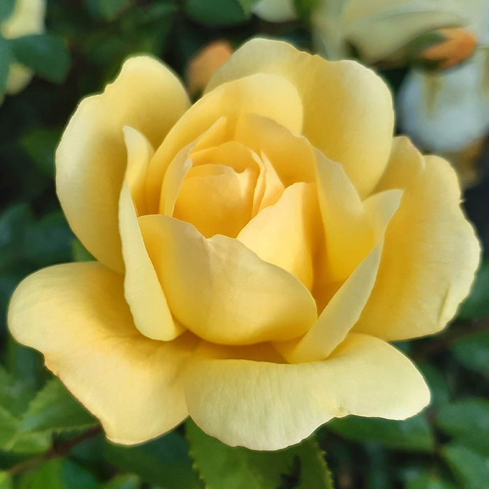 The Margarette Golding Rose

The Rose has been developed to mark the centenary of Inner Wheel. Its development was initiated by Past Association Presidents Zena Coles and Thelma Pacsoo, bred by Philip Harkness of Harkness Roses, and launched at the Chelsea Flower Show on 25 May 2023.